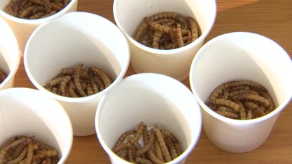 식용 곤충, 안전한 먹을거리로 / YTN