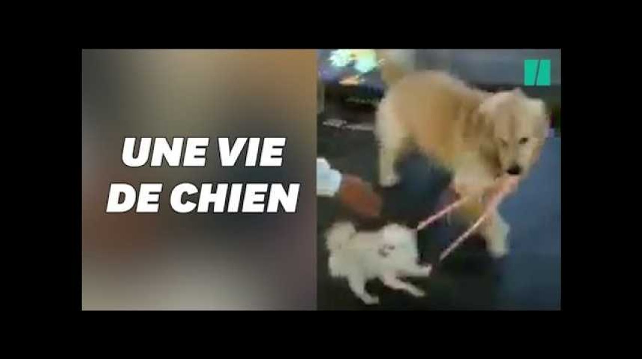Ce chien cleptomane a tenté de voler un autre chien