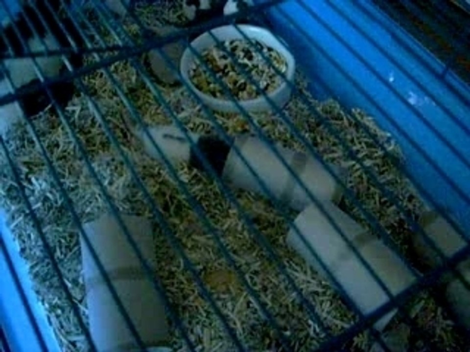 les bibous de Ange et Angel le 29.12.2007