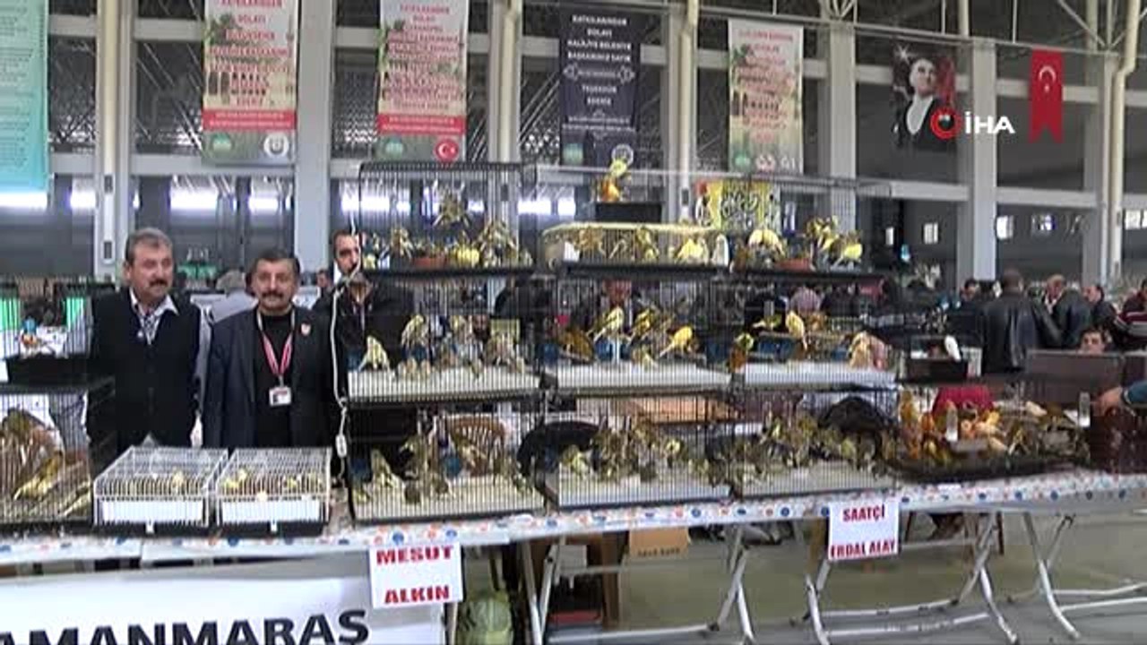 Kanarya ve Kafes Kuşları Yarışması" Renkli Görüntülere Sahne Oldu