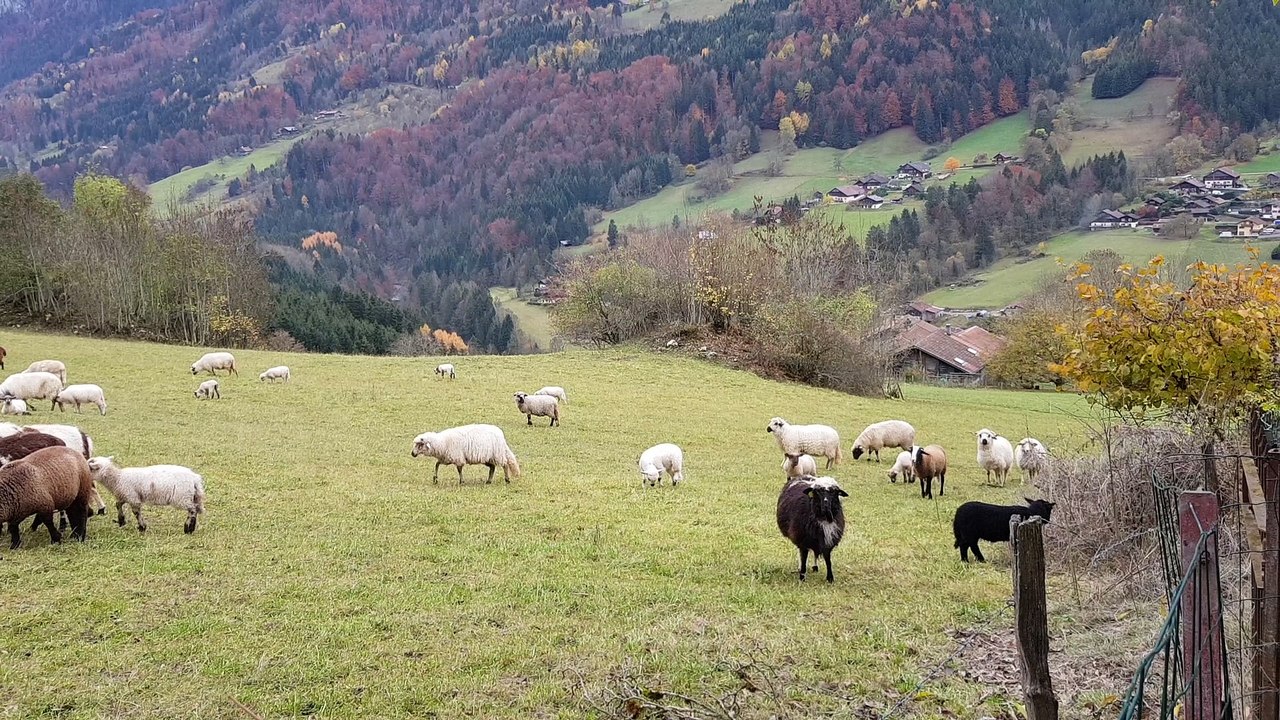 Les moutons 2