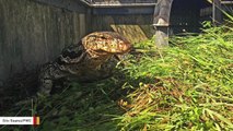 8-Foot Long Lizard Captured In Florida