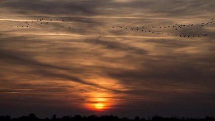 Sohasem vonult még át ennyi daru Magyarország felett