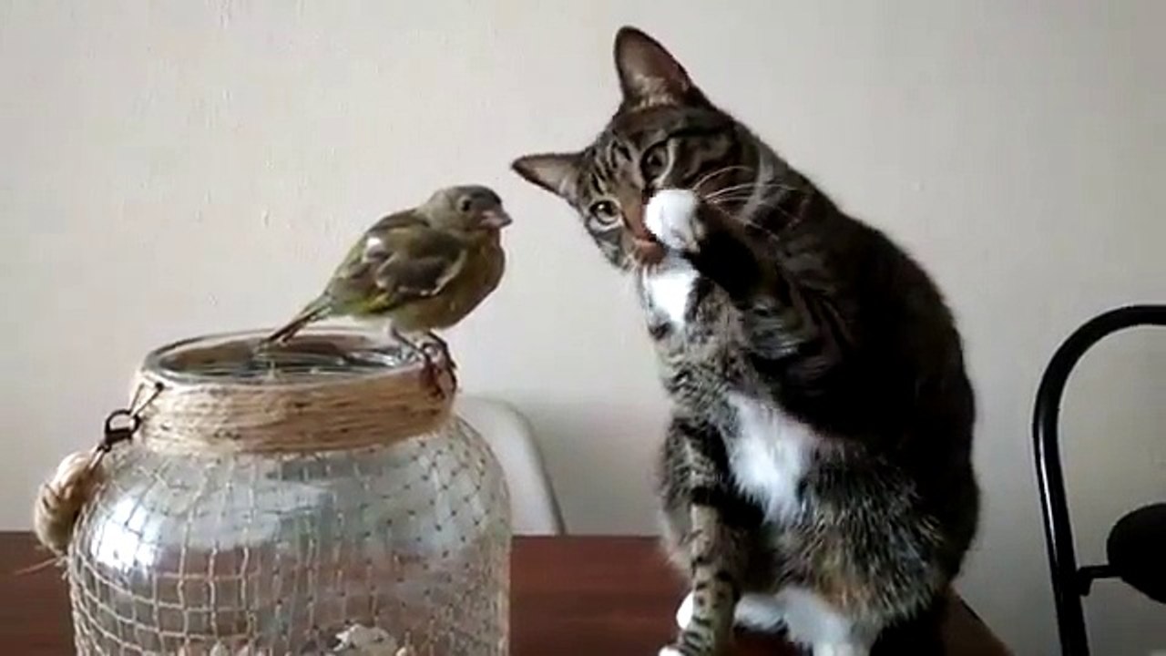 Merhametli Kedi