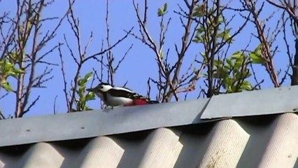 Дятел стучит по крыше как будто стреляют из пулемета