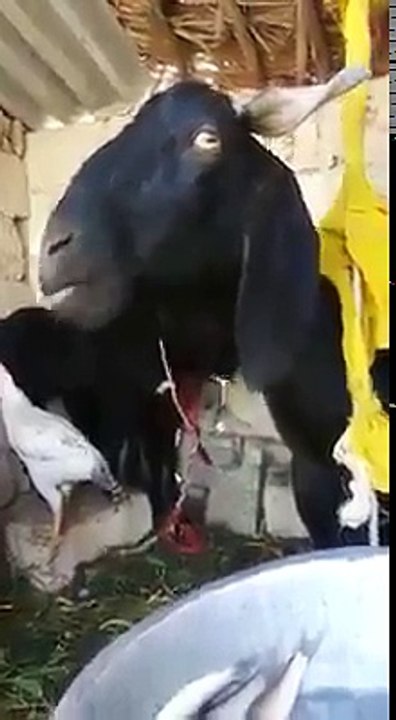 balık yiyen keçi