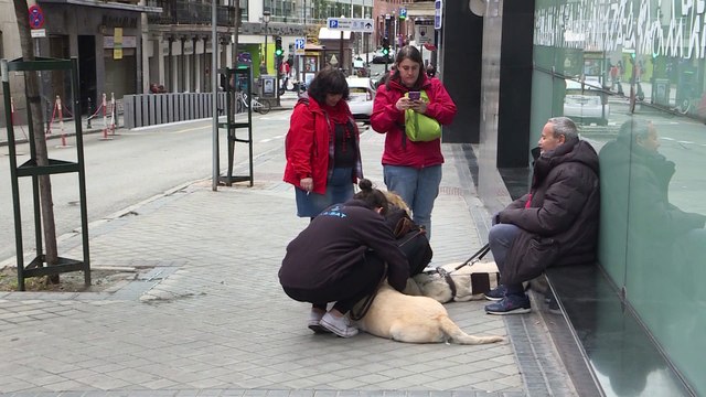 Invidentes y perros guía realizan un paseo reivindicativo