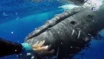 حقائق عن الحوت - الكائن العملاق الوحيد الحزين الذى لا يفهمه البشر ! - YouTube