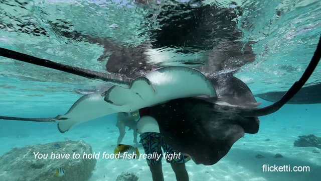 Hand feeding stingrays in Moorea