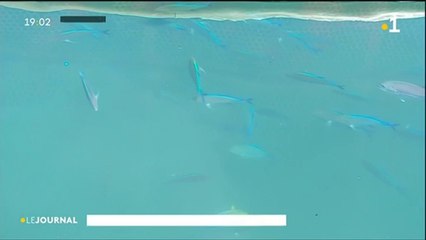 Front de mer, les poissons en eaux troubles