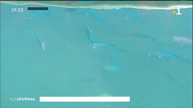 Front de mer, les poissons en eaux troubles