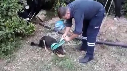 Kuyuya düşen yavru köpekleri itfaiye kurtardı - MERSİN