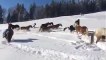 Konji u snijegu