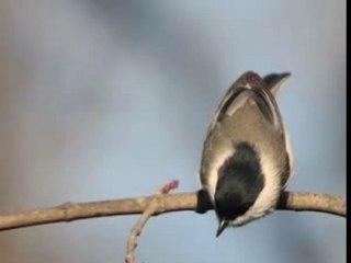 GEZUAR VITIN E RI 2008!