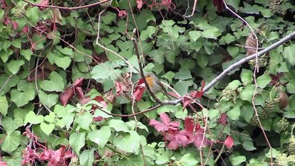 Nadir rastlanan 'beyaz ağaç serçesi' başkentte görüldü - ANKARA