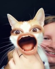 Просто скажи "мяу!"