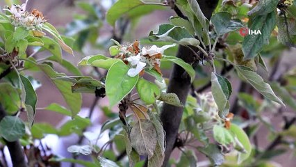 Kasım Ortasında Elma Ağacı Çiçek Açtı