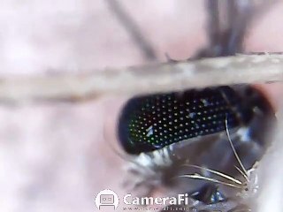 Mosquito in - digital - microscope 500x
