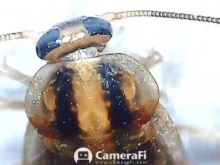 Cockroch in - digital - microscope 500x