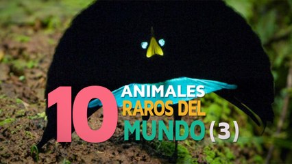 10 Animales raros del mundo | Fascinantes y curiosos 3 