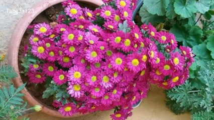 ازهار الصباح الجميلة | Beautiful morning flowers.