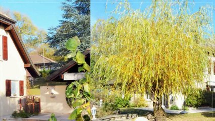 A vendre - Maison - Jouxtens-Mézery (1008) - 5.5 pièces - 125m²