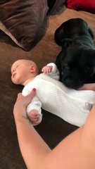 Un chien protège un bébé et ne veut pas le quitter !