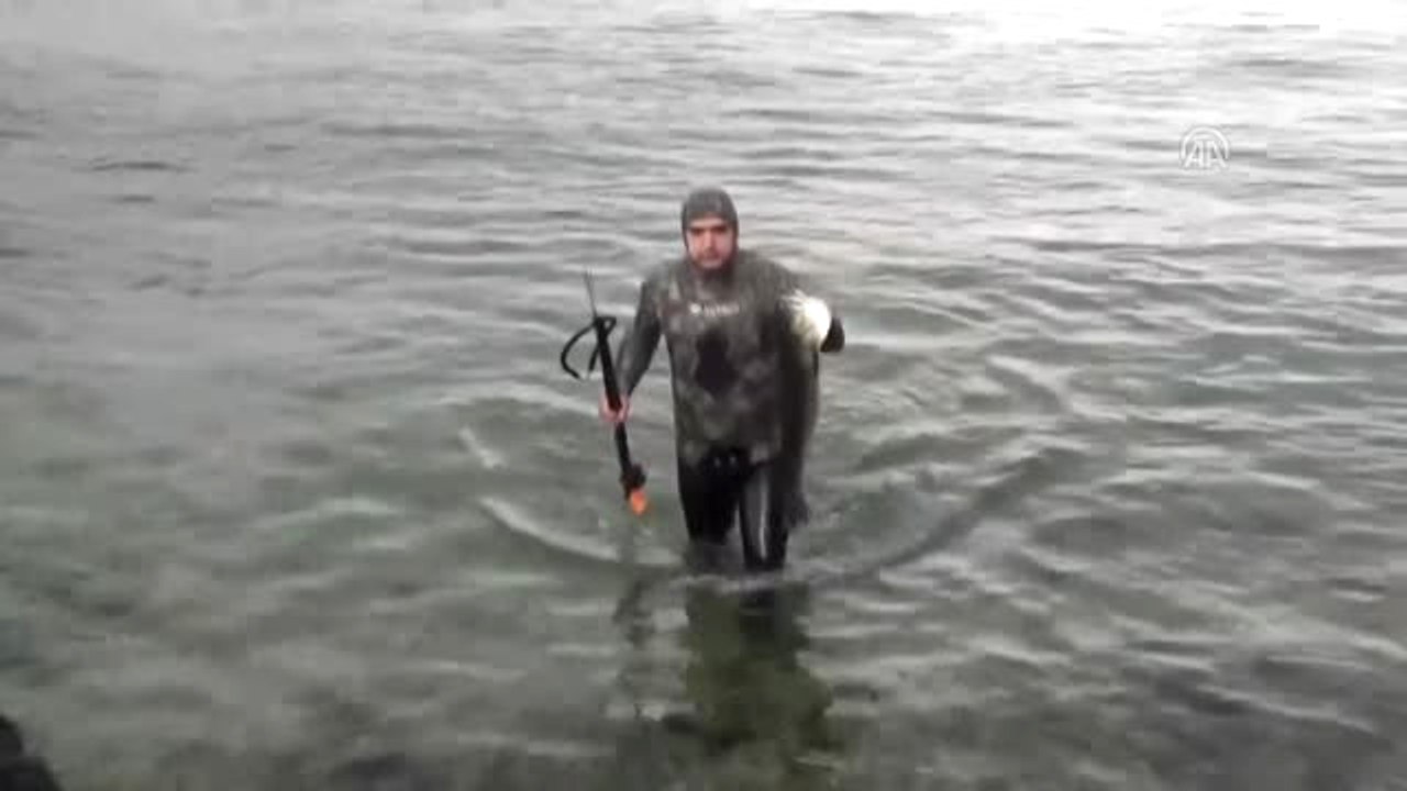 Amatör Balıkçı Zıpkınla 11 Kiloluk Levrek Avladı - Çanakkale