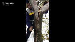 Strangely satisfying- man repairs split apple tree