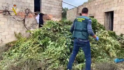 Cae una red criminal que poseía una parcela con 950 plantas de marihuana en Huesca