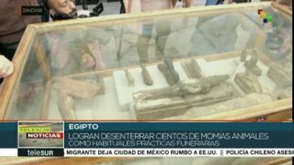 Hallan cientos de animales momificados en Egipto
