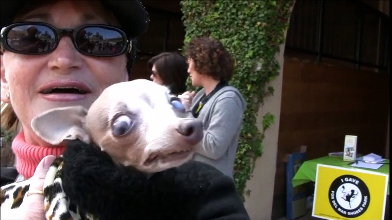 Wahl des häßlichsten Hundes || Choice of the ugliest dog