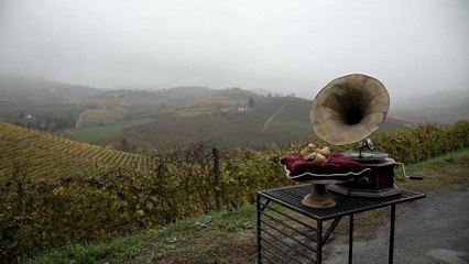 Сто евро за грамм гриба