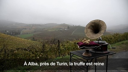 La truffe blanche enflamme les enchères à Alba, près de Turin