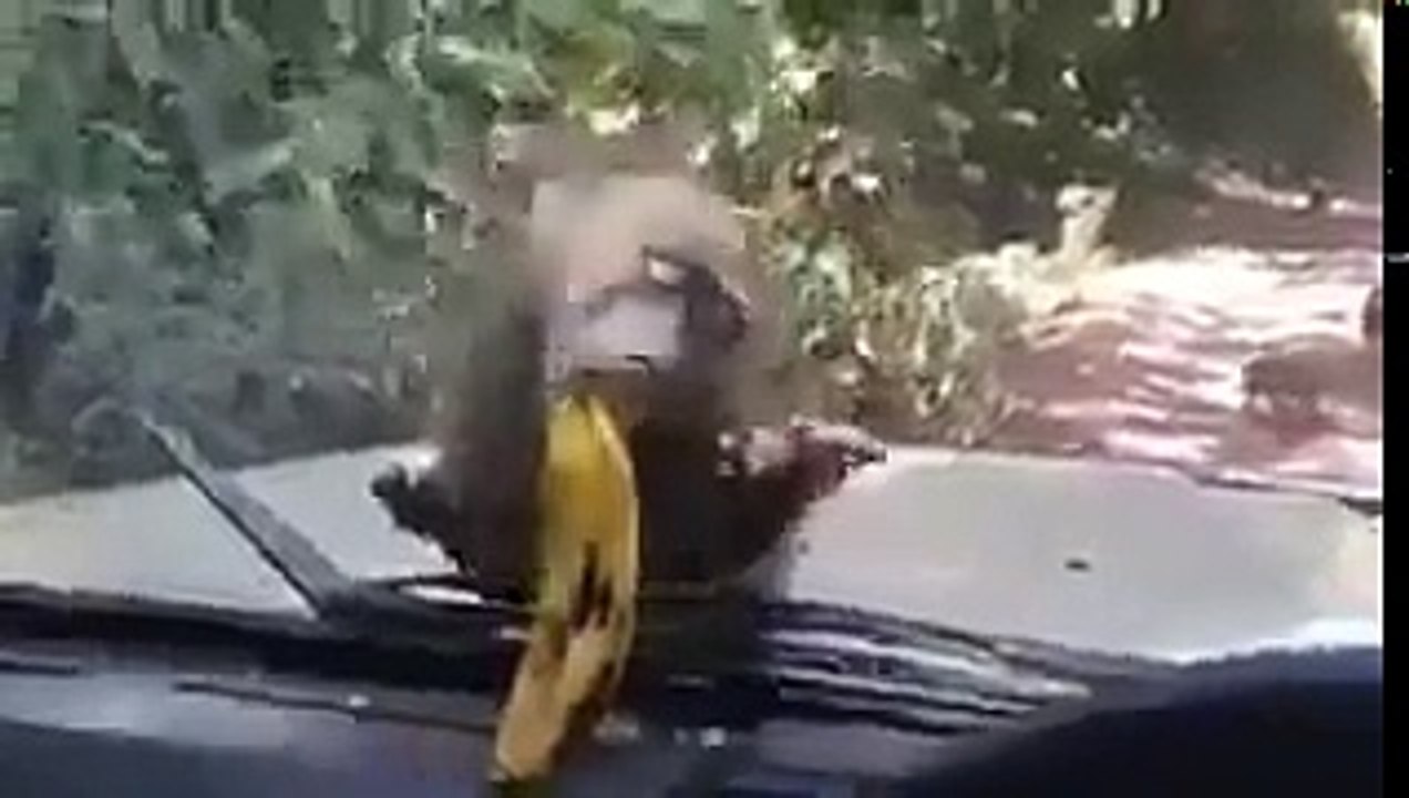 Funny Monkey