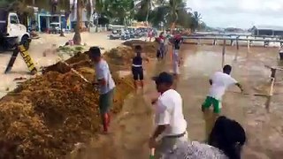 San Pedro Town Council’s action plan against Sargassum kicks off today with a 2-day community beach cleanup!