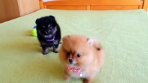 Cutest Puppies - Cute animals #1