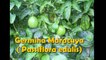 Germina Maracuya  (Passiflora edulis)