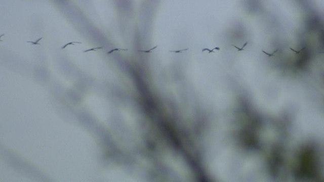 Летят журавли: из России в Египет с пересадкой в Венгрии