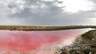 The pink lagoons in Oman have been attracting nature lovers from all around, to spot pink flamingos, these lagoons are a resting place for many migratory birds.