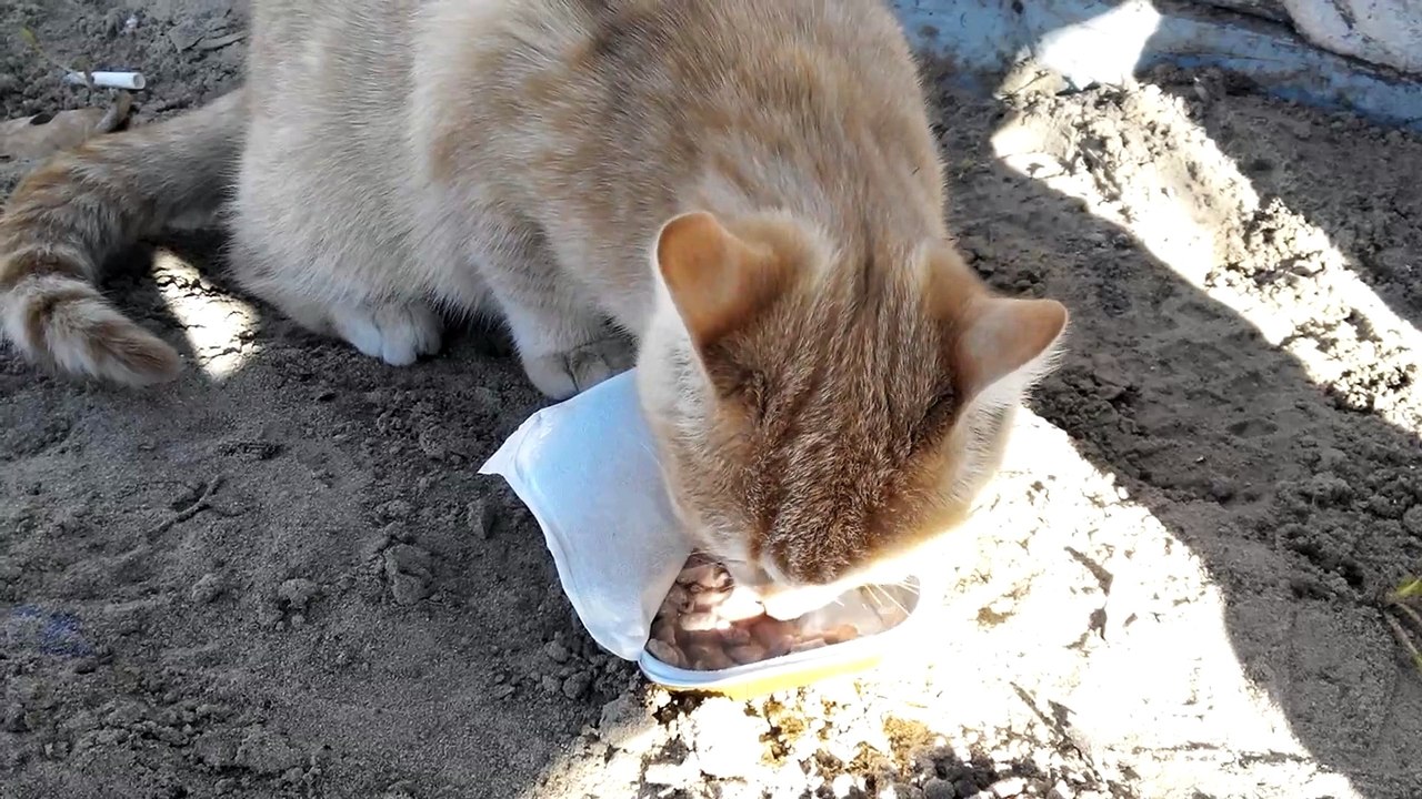The cat shares treats with the dog [Cat life on the street].
