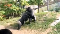Affrontement entre deux gorilles dans un zoo.