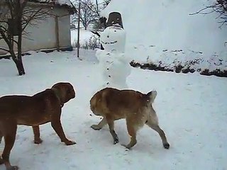 Wow a flock of dogs saw a stranger in the yard !!! The big dog bit the nose of a stranger)))