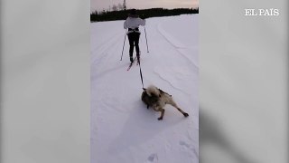 ‘Warro’, el perro que se ha hecho viral por rebozarse en la nieve cuando su dueña lo lleva de paseo