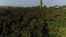 Seferihisar'da 'Turuncu Altın' Bereketi... Yemyeşil Mandalina Bahçeleri Drone ile Görüntülendi