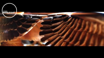 Ancient Artifacts: Yemen, Colorado and the Ark of the Covenant Conspiracy