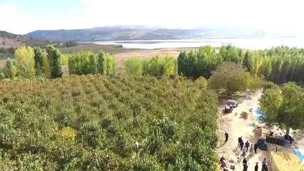 Cennet Meyvesi Hurmada Verim de Fiyat da Yüz Güldürdü