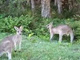 Des kangourous tous mignons, tous doux