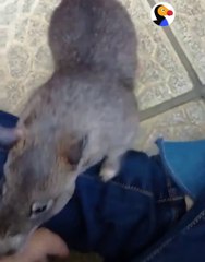 Cette maman rat adorable veut presenter ses petits à son maitre