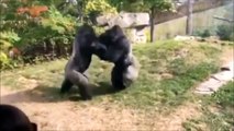 2 gorilles en pleine embrouille au zoo... Impressionnant